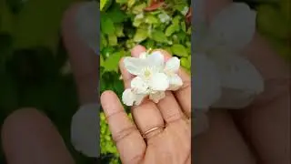 My Beautiful Summer Garden flowers 🌸🌷🌻🌞🥀🌹