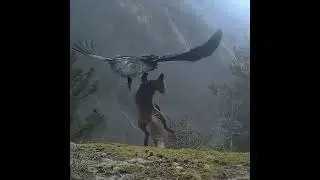 Беркут в деле.