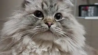 Cat. Five Seconds of Bubba in 8K, filmed with the Samsung Galaxy S21