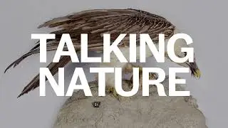 Talking Nature: The Bearded Vulture by Alistair McLean