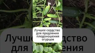 Лучшее средство как продлить плодоношение огурцов!  #огород #рецепт #огурцы  #дача