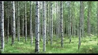 Birches HQ