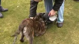 Beppie II van Kamphuis