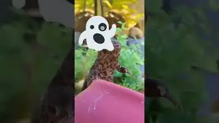 Happy Halloween!🎃🦎