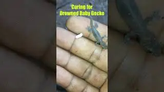 Caring for a Drowned Baby Gecko Part 01
