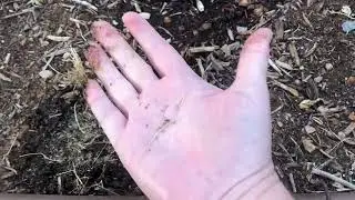 CARROTS are MAGICAL! 🥕