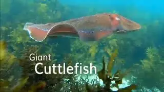 Giant Cuttelfish