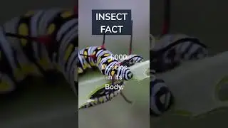 Did you know caterpillar  silk is thinner than a human hair and 5 times stronger than steel? #shorts