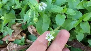 6 Late Autumn Wild Edibles