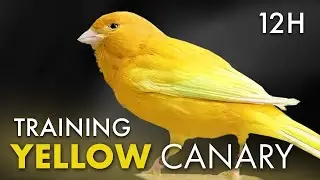 Canary 12h Singing for Training - Relaxing Beautiful Song