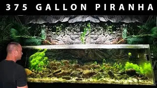 HOW TO: Set up a piranha aquarium - the king of DIY