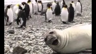 animal photobomb