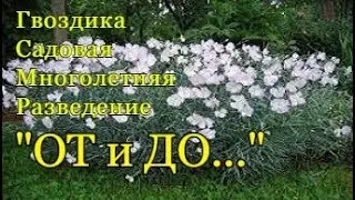 Разведение САДОВОЙ ГВОЗДИКИ (многолетней) - весь процесс 
