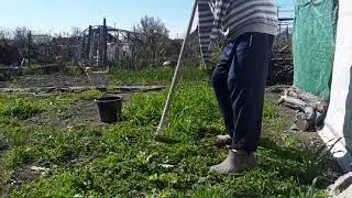 Огород практически используется под траву, утки ее охотно едят