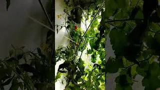 Поспел первый томат на подоконнике!