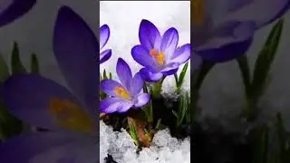 Senden güzelimi var ( Bitanem 🌹)