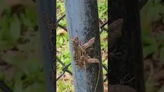 lizards in love