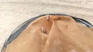 Майские жуки.