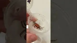 Распаковка крабов. Красные дьяволы.