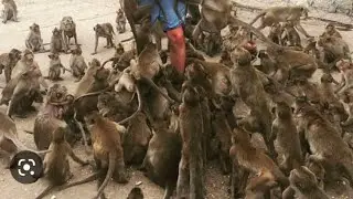 monkey raid  | cj telugu