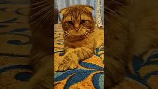 прекрасный вислоухий кот скрестил лапки
