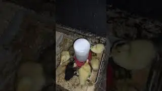 Our baby duck set up.