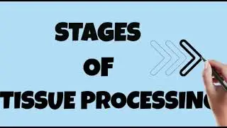 Stages of tissue processing