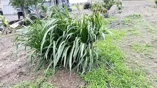Liludi Dharti na nazara
