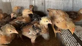 Pulcini 12 giorni dopo ( Polli da carne )