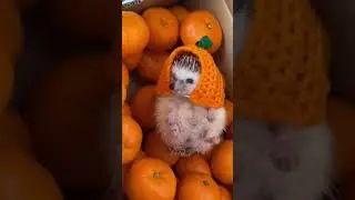 Мандаринка 😍