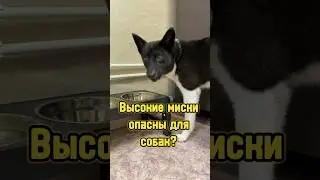 Высокие миски опасны для собак? 🐕 