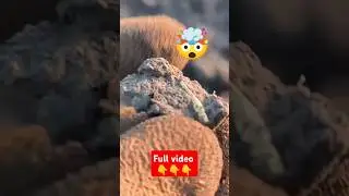Трактор виорав ЗОЛОТО!