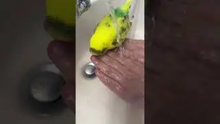 Любитель поплескаться 🛁🦜