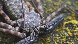 Whip Spider (Damon diadema)