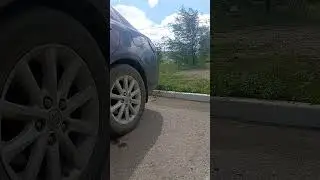 Zapallar. Xorazm. Xazorasp