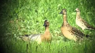 Garganey male and female and a Ruff