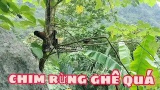 Chim Rừng Giờ Khôn Thật @sangtaybactv