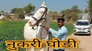 white mare: । खूबसूरत नुकरी घोङी ।