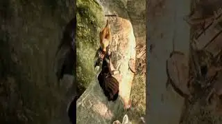CURIOSIDADES DE DARK SOULS 2 