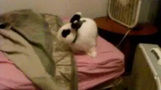 Bunny king Fluffapuff claiming our beds as own.