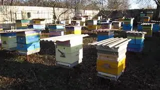 Борьба с синицами и клещем на моей пасеке