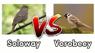 Soloway VS Vorobbey