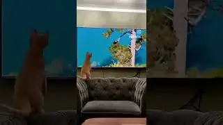 cat illusion 😂
