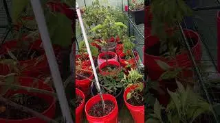 Greenhouse to the rescue