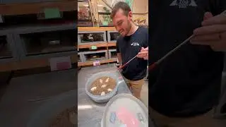 King Cobra Babies At The Toledo Zoo🐍