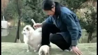 821 human and animal series have dog11