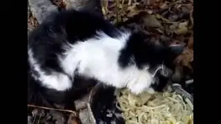 Cat. Small cat talking during lunch