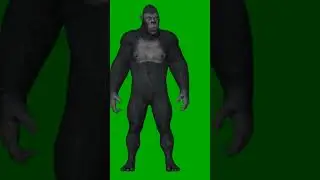 gorilla green screen video | gorilla green screen video no copyright | 