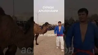 СУРХОН АРСЛОНЛАРИ КУРАШИ ЗОХИД ВА ЗИЕ 24.12.2023 