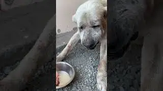 Кусочек мяса для алабая Барона